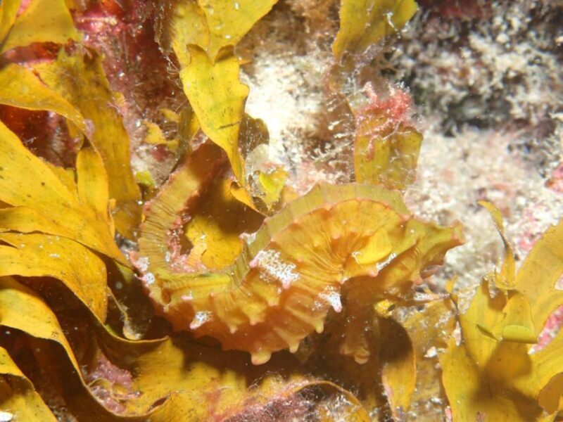 Tenerife : Private Dive for Beginners from a Boat - Pricing and Value