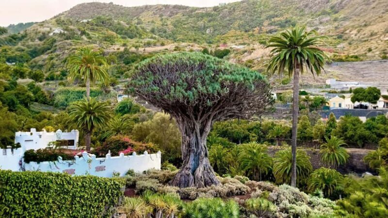 Tenerife: Private Island Tour with Breakfast & Lunch - A Closer Look at the Itinerary and Highlights