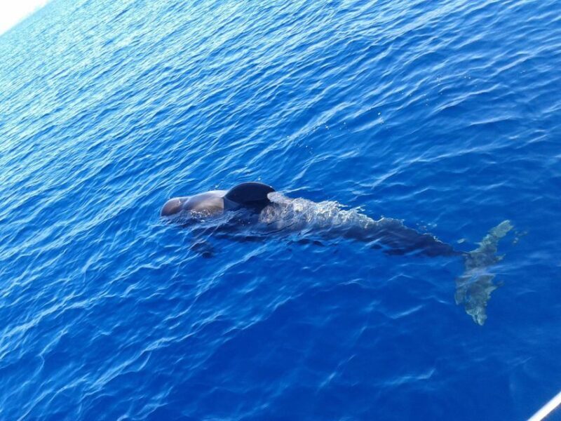 Tenerife: Private or Group 3 Hour Sailing Cruise with Drinks - Who Should Consider This Tour?