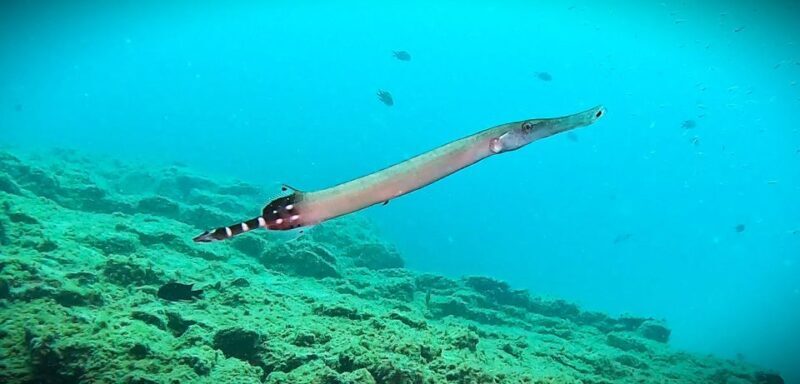 Tenerife: Private Scuba DivingCertified Instructor & Photos - FAQ