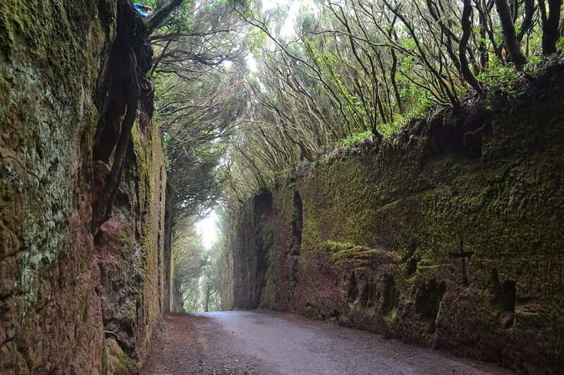 Tenerife-Puerto Cruz: Avatar Hiking, Bajamar and Cocktail - Analyzing the Value