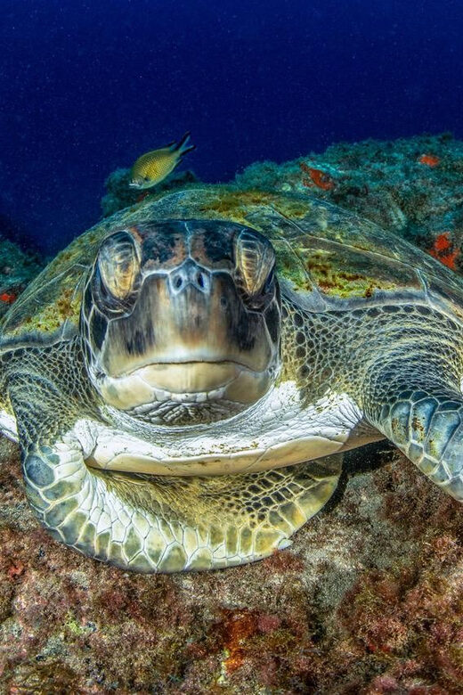 Tenerife: Scuba Diving Experience for Every Level - Key Points