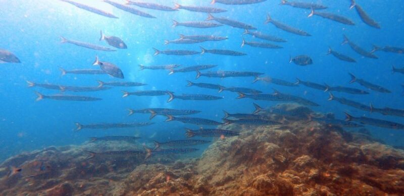 Tenerife: Scuba Diving Lesson and Abades Protected Area Dive - Final Thoughts: Is This the Right Adventure for You?
