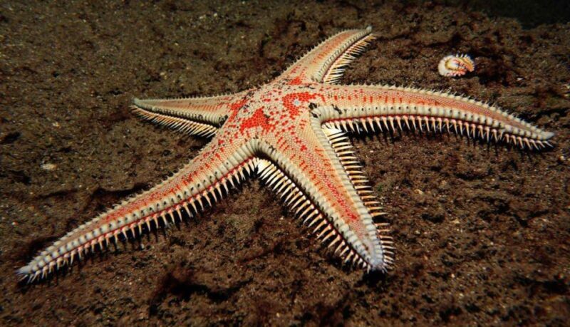 Tenerife: Snorkeling Equipment Rental in Radazul - Key Points