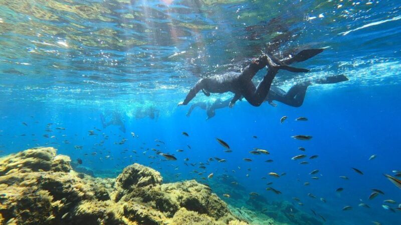 Tenerife: Snorkeling Tour in a Marine Protected Area - The Reviews Speak Volumes