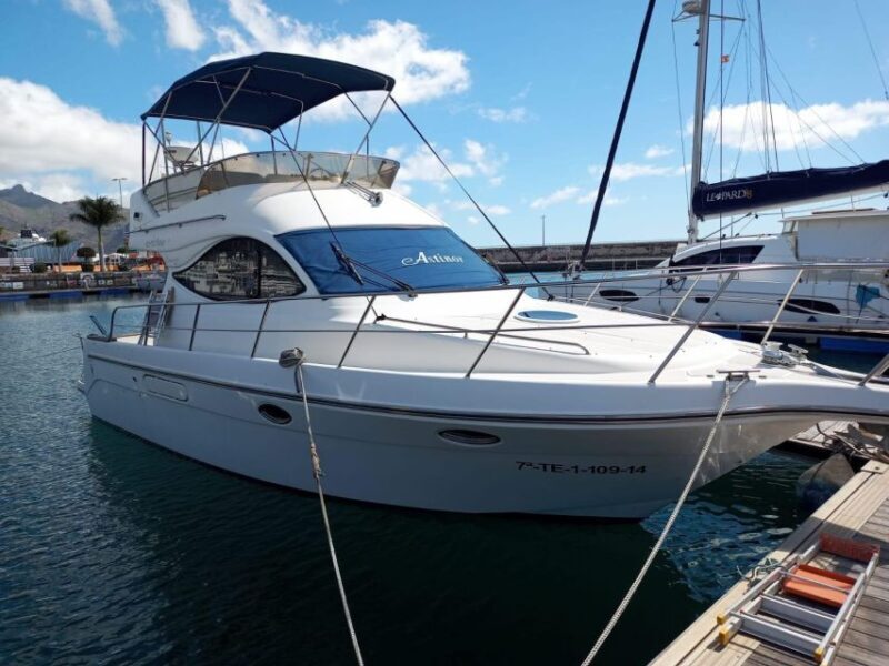 Tenerife south: safari with luxury boat , animals encounters - Key Points