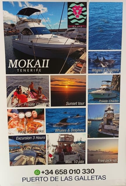 Tenerife south: safari with luxury boat , animals encounters - The Sum Up