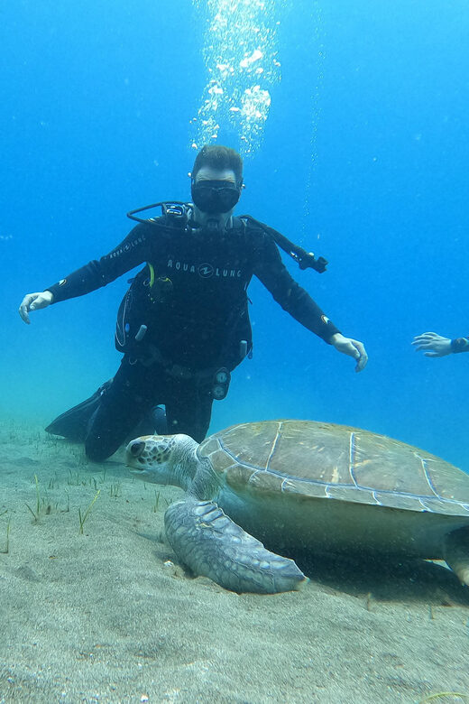 Tenerife south: Scuba Dive for beginners in Adeje - Why This Scuba Experience Might Be Just Right for You