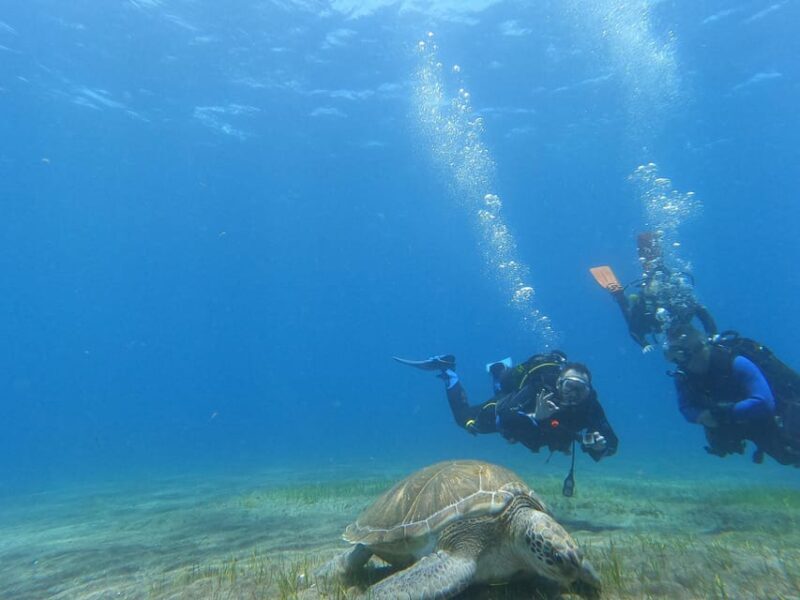 Tenerife south: Scuba Dive for beginners in Adeje - Safety and Comfort