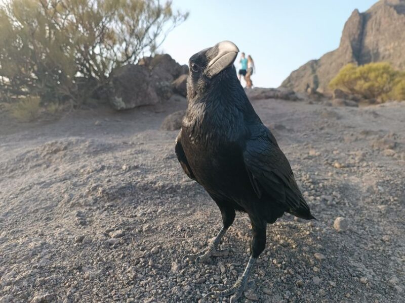 Tenerife: Teide, Masca, Garachico, and Sunset Exclusive Tour - Final Thoughts