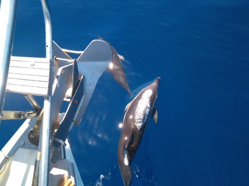 Tenerife: Teide National Park and Dolphins Sailboat Tour - FAQ