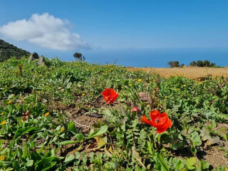 Tenerife: Teno & Lunar Scenery Guided Hike + Canarian Food - FAQs
