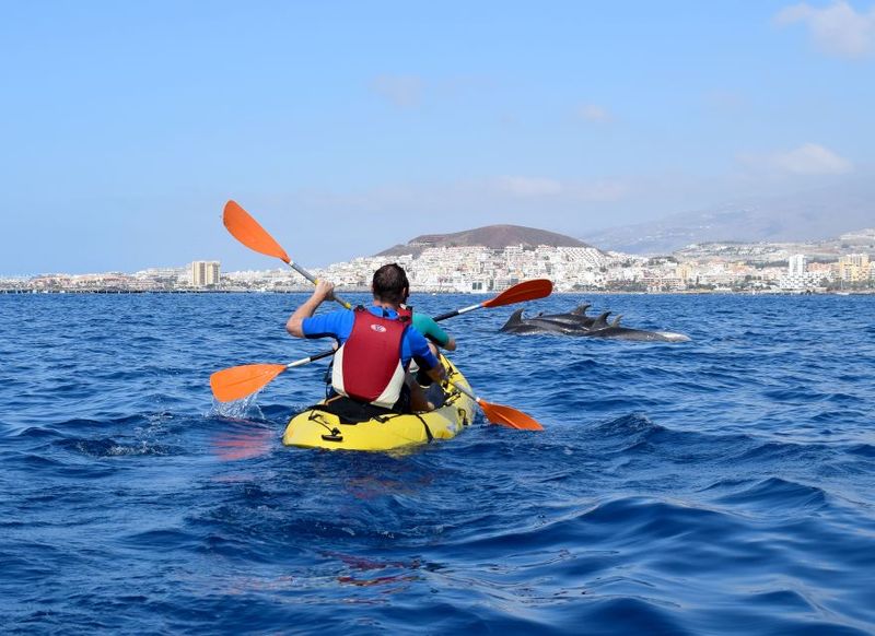 Tenerife: Kayak and Snorkel Tour with Wildlife Encounters - What wildlife you might see (and why it’s still nature, not a guarantee)