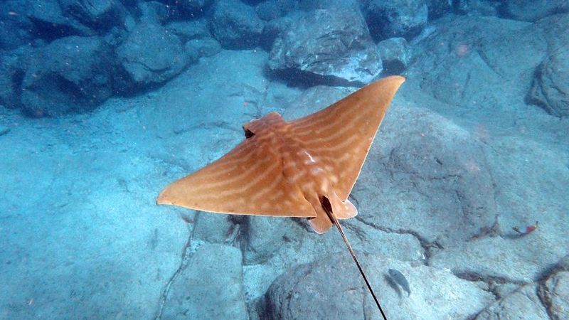 Tenerife: Kayak and Snorkel Tour with Wildlife Encounters - Guides really make the tour: clear instruction and great spotting
