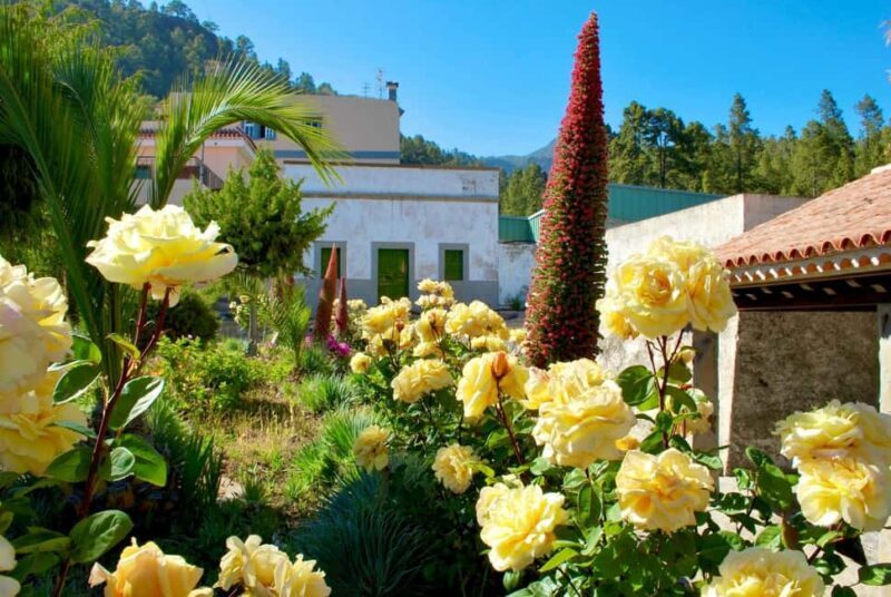 Tenerife: Vilaflor, Winery, and Aloe Vera Plantation Tour - Who Should Consider This Tour?