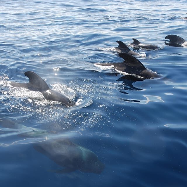Tenerife: Whale and Dolphin Watching Boat Tour - An In-Depth Look at the Tenerife Whale and Dolphin Boat Tour