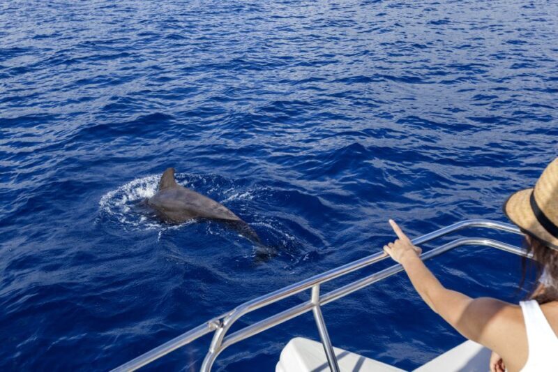 Tenerife: Whale and Dolphin Watching Tour by Sailboat - What the Reviews Say