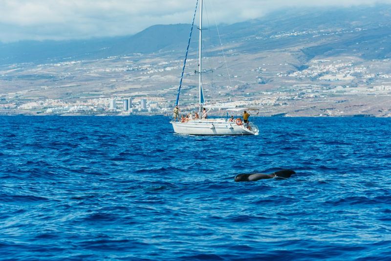 Tenerife: Whale & Dolphin Watching with Drinks and Snacks - The Big Moments: Dolphins, Pilot Whales, and Occasional Close Encounters