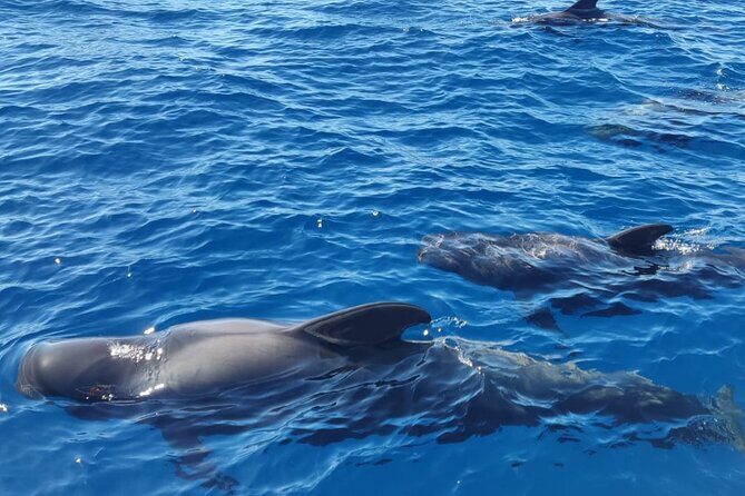 Tenerife Whale Watching and Snorkeling Yacht Trip - What to Expect from the Tenerife Whale Watching and Snorkeling Yacht Trip