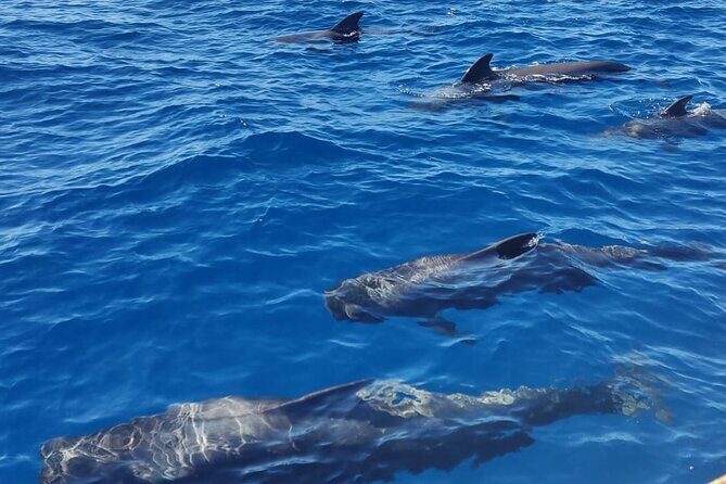 Tenerife Whale Watching and Snorkeling Yacht Trip - Frequently Asked Questions