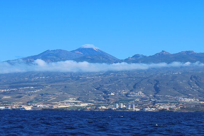 Tenerife Whales and Dolphins Watching Experience in Catamaran - FAQs