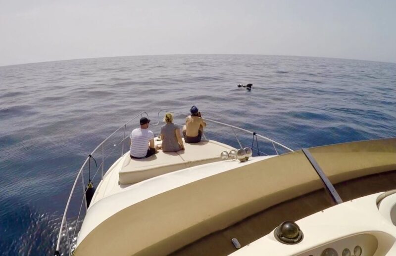 Tenerife: Whales and Snorkeling Tour on a Luxury Yacht - Who Is This Tour Best For?