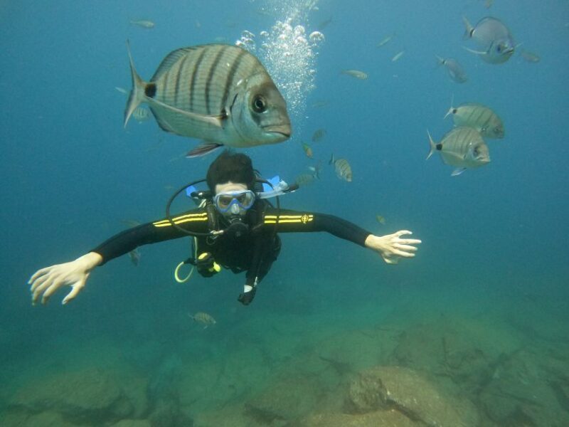 Tenerife: Your First Scuba Diving Experience in Turtle Area - What to Expect from This Tenerife Marine Adventure