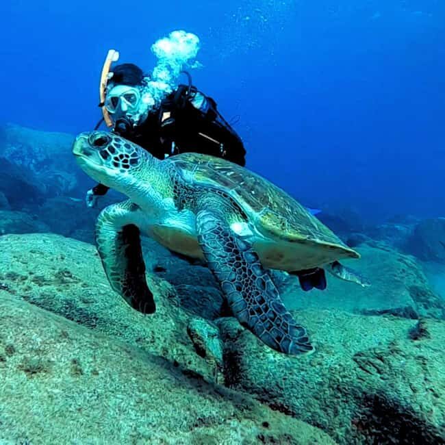 Tenerife: Your First Scuba Diving Experience in Turtle Area - Practical Details: How the Tour Works