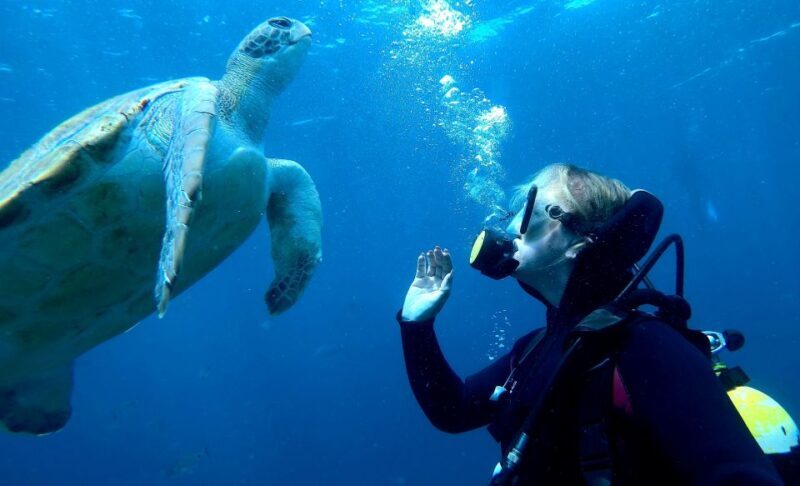 Tenerife: Your First Scuba Diving Experience in Turtle Area - Final Thoughts
