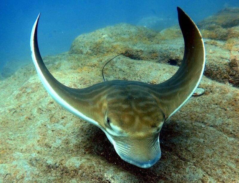 Tenerife: Your First Scuba Diving Experience in Turtle Area - FAQ