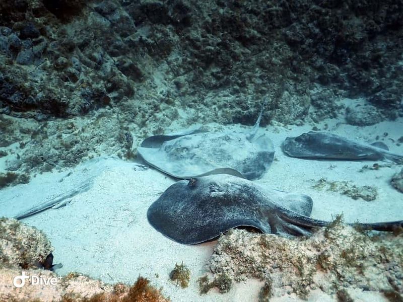 Tenerife: Your First Scuba Diving Experience in Turtle Area - Boat-to-Boat Views: Tenerife from Above Water Too