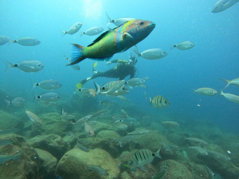 Tenerife: Your First Scuba Diving Experience in Turtle Area - Time Plan Breakdown (and what each piece does for you)