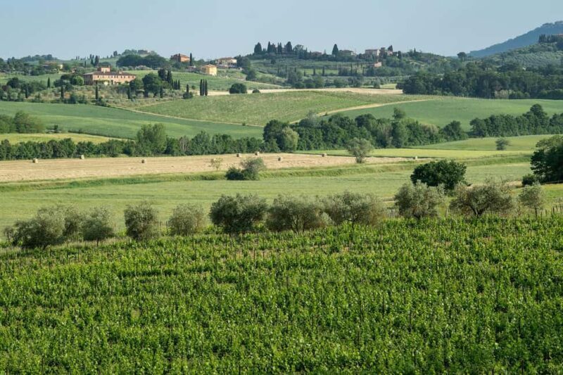 Tenuta Torriolo: EVO Oil Tasting in the province of Siena - Final Thoughts
