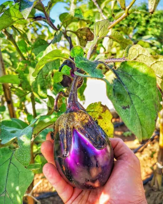 Tenute Baglio Passofondo Home restaurant typical Sicilian - Who Is This Experience Best For?