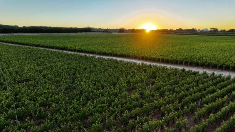 Tenute Girolamo: Winery tour and VIP tasting in the Itria Valley - Final Thoughts