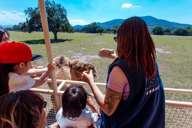 Teotihuacán for kids - Reino Animal Park: A Safari Adventure