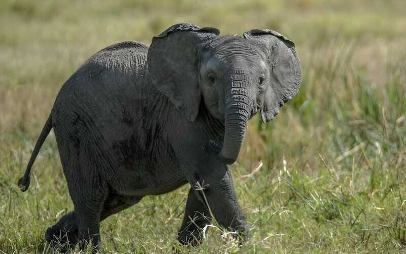 Teotihuacan Safari: Old Ruins and Interact with Animals - FAQs