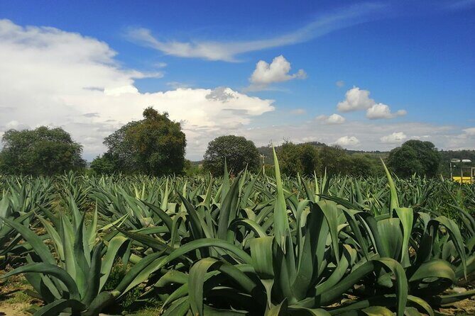 Teotihuacan Tour: Archaeological Zone, Magic Town and UNESCO Site - Final Thoughts: Is This Tour Right for You?