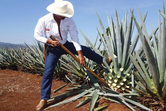 Tequila distillery experience, Jose Cuervo & Tequila Magic Town - Key Points