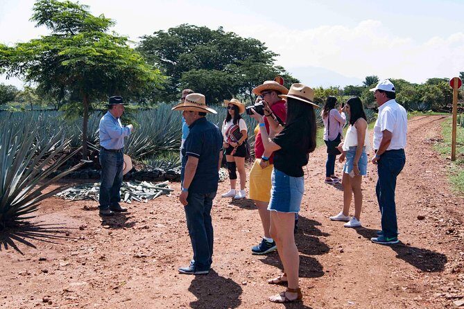 Tequila distillery experience, Jose Cuervo & Tequila Magic Town - Downsides and Things to Consider