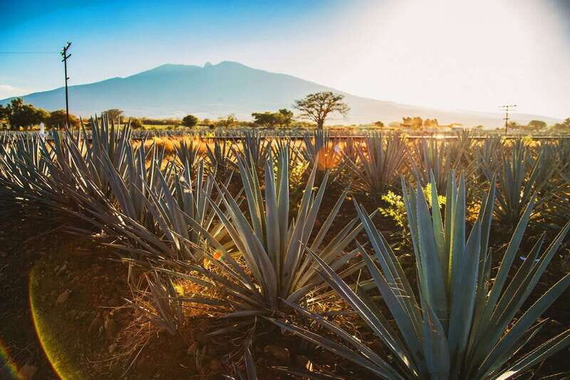 Tequila, Jalisco, and Toriles from Puerto Vallarta - The Itinerary: What You Can Expect