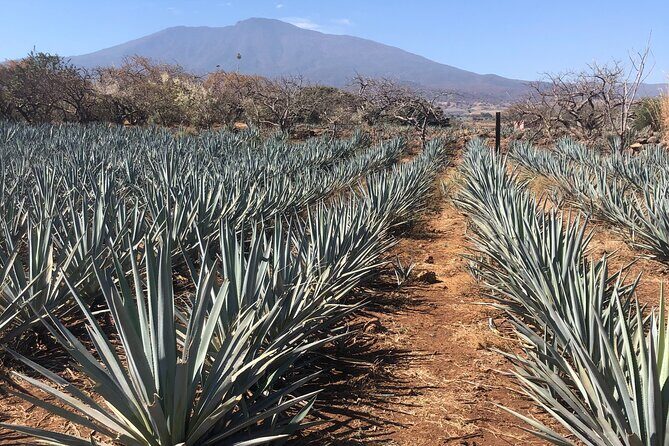 Tequila Jalisco Full Day Tour from Puerto Vallarta - The Itinerary: What You Can Expect