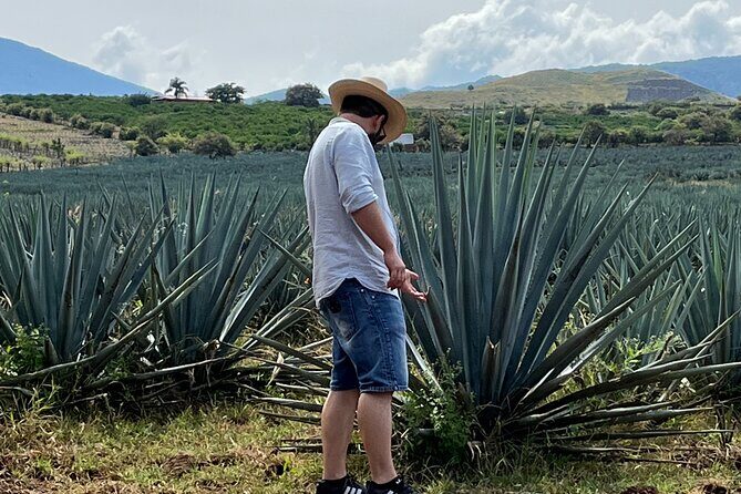 Tequila Jalisco Full Day Tour from Puerto Vallarta - Is It Worth the Price?