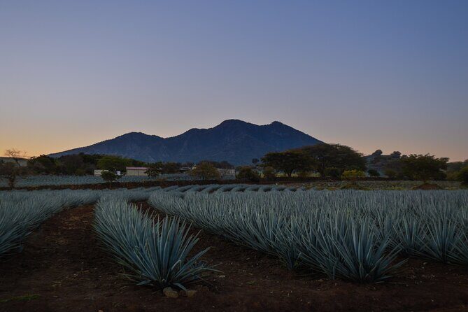 Tequila José Cuervo Tasting Guided Tour from Puerto Vallarta - The Agave Fields: Fresh Air and Scenic Views