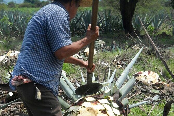 Tequila Master Class & Gourmet Tacos- Exclusive Experience Cancun - Frequently Asked Questions