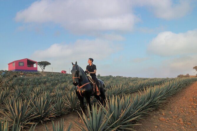 Tequila tour with tasting. - FAQs
