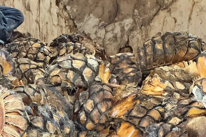 Tequilero Tour with Horseback Riding - Final Thoughts