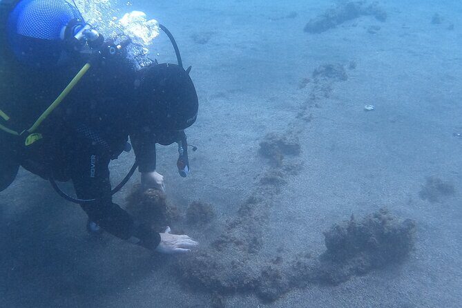 Terceira Azores: Scuba-Double dive Trip(certified Divers) - An Honest Look at the Underwater Adventure in Terceira