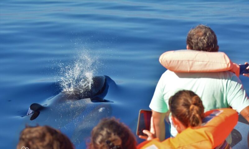 Terceira: Half-Day Dolphin and Whale Watching Tour - The Sights and Experiences