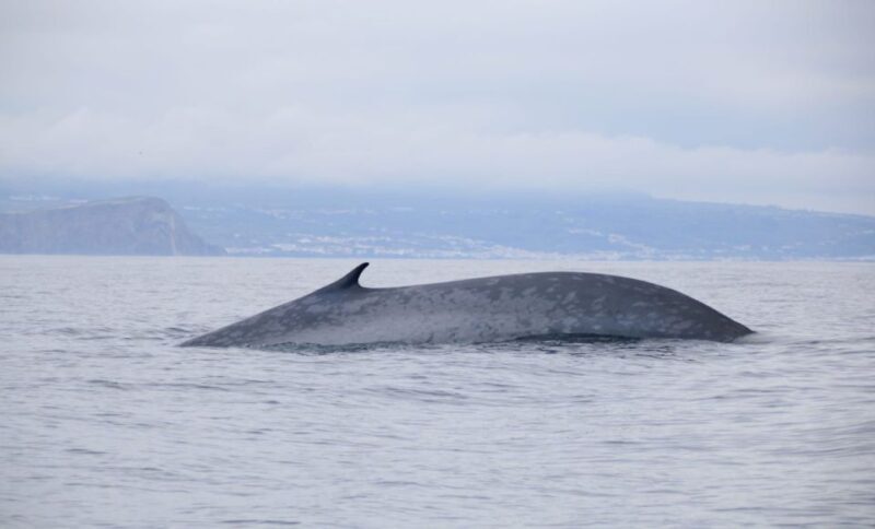 Terceira: Half-Day Dolphin and Whale Watching Tour - Who Should Consider This Tour?